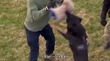 军犬究竟有多聪明？要不是亲眼见到，说啥都不敢信这是真的