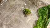 美国：蔬菜里发现可爱小树蛙 男子决定收养它