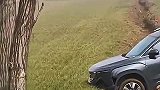 这到底是啥车，竟然吃草