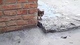 猫：谁扔的拖鞋，吓我一跳！