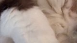听说要发两遍？