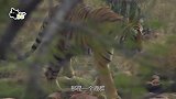 老虎朝着鹿群出击，没用多久就抓到小鹿，真不愧是百兽之王！