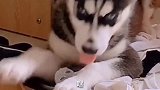 你是狗界的泥石流啊！看你的眼神还是很不服气啊