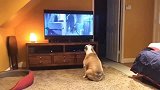 认真看电视的狗