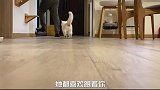 如何证明你和你的猫关系好
