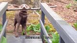 狗狗捡木棍差点被冲走，危急时刻同伴前来救援，太暖心了
