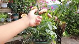 给花卉选择花盆，选择高盆还是矮盆？教你正确选择