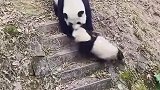这是什么操作，我可是国宝