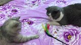 铲屎官用逗猫棒逗猫咪玩，猫咪为了玩逗猫棒竟然开始撒娇卖萌