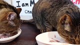 两只好可爱的猫咪，如此乖巧的样子，你们家的猫咪是这样吗