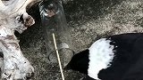 方法总比困难多，乌鸦想吃到东西，连杠杆原理都用上了！