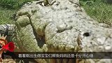 虎毒还不食子呢母鳄鱼将鳄鱼宝宝吞入口中，看完让人恍然大悟