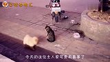 主人拎着小奶猫找猫妈妈，小奶猫一动不敢动，奶猫：妈妈，救我！