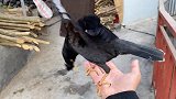 一只小鸟被硬生生的养成了一条会飞的狗