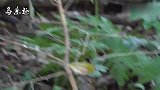 实拍野生绣眼鸟，四大鸣鸟之一，长得好看，关键鸟叫声也好听