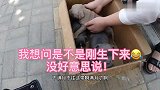 恶霸犬幼犬多少钱，狗市偶遇家庭自养宠物恶霸犬幼犬！