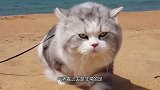 短粗的喵星人，海滩上散步，气势拿捏得很到位！