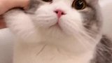 吃了可爱多长大的猫