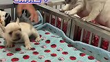 就是嘴巴厉害