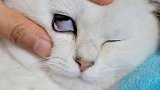 快去看看你家猫睡着了没有～