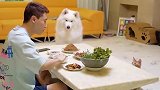 主人独自享用美食，猫和狗看后什么反应？下一秒笑爆了