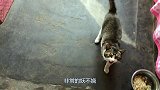 说好的公猫叫嗲音呢？为啥我家的是破铜锣嗓子！