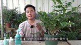 茉莉花最不喜欢这样修剪，不仅不会开花，还会影响生长