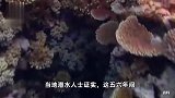 日本东京湾出现“奇异景象”：珊瑚疯长，热带鱼增多