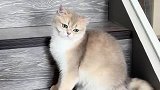 小猫咪第一次出门会发生什么