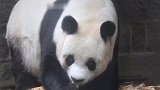 大熊猫雷雷因癫痫发作去世 曾哺育赠台大熊猫圆圆