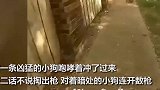 美国 警又冷血执法！被狗惊吓 疯狂开枪射中无辜妇女 女子当场被枪杀