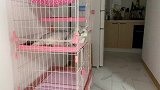 猫咪自己跑到笼子里待着，摆出猛男pose：你看我好帅