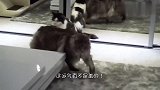 男子捡了只流浪猫，半年时间就一米多长！问了兽医才知道赚翻了