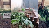 西瓜成长记第21天：雨水下的滋润
