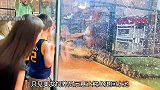 女饲养员让鳄鱼退回水里，不料鳄鱼咬住女饲养员的手疯狂旋转