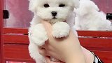 给你们看一只可爱的小比熊