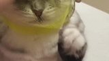 猫：打劫，交出所有的小鱼干、罐头和猫粮！