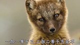 四川话爆笑配音：哎呀遭！音乐细胞控制不住了