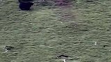 牦牛争霸，直接将情敌顶下山坡