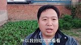 小伙种萝卜遇神秘害虫，只吃萝卜不吃青菜，看不见虫影，该咋办？