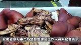 安徽3家公司用劣质槽头肉制作梅菜扣肉预制菜，市监局：正在调查