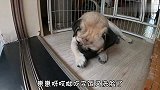 巴哥狗崽模仿猫咪洗脸洗脚，为了看猫咬坏竹帘开洞口，这是怎么了