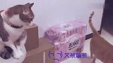果然，吃饭这个词对喵一样有用啊！猫咪这反应绝了