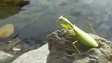 螳螂为什么要自己跳水