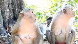 已断奶的猴子宝宝，还是厚脸皮地在那窜来窜去，还想喝奶