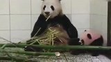大熊猫偷竹子反被卡，急喊兄弟帮忙，接下来憋住别笑！