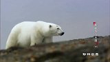 北极熊发现摄像机，可惜了那么贵的摄像机