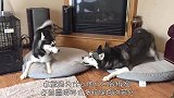 这只鸭子对二哈一片痴心，陪着哈士奇浪迹天涯，镜头记录全过程