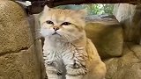 橘猫：多学一门外语，总不会吃亏的！