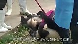 熊猫团子抢了奶妈扫把，转身撒腿就跑，太逗了